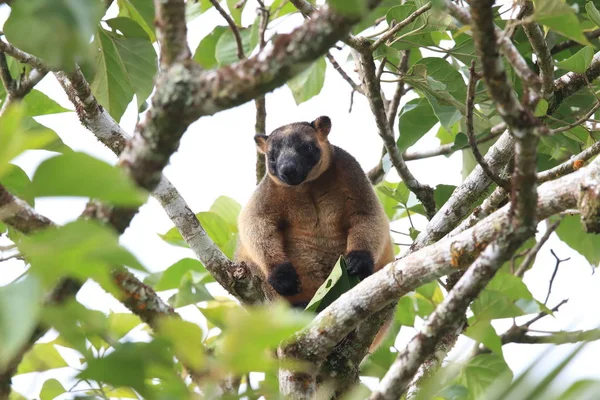 A Lumholtz 's tree-kangaroo (Dendrolagus lumholtzi) Κουίνσλαντ, A — Φωτογραφία Αρχείου