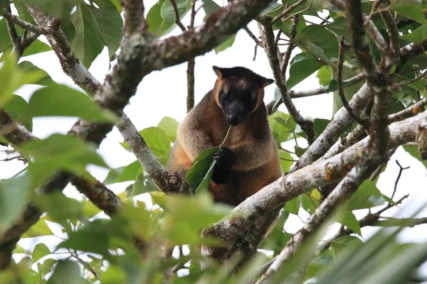 A Lumholtz's tree-カンガルー(Dendrolagus lumholtzi)クイーンズランド州, A — ストック写真