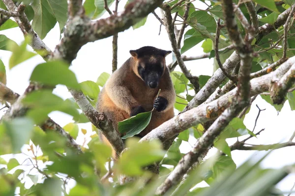 A Lumholtz's tree-カンガルー(Dendrolagus lumholtzi)クイーンズランド州, A — ストック写真