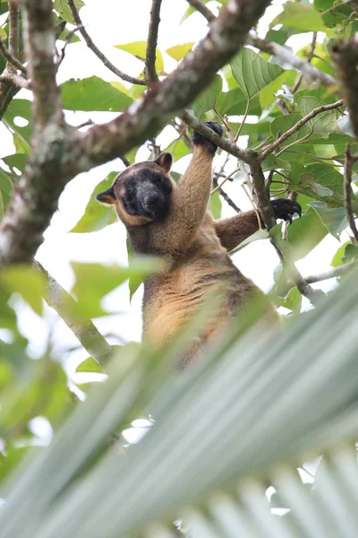 A Lumholtz 's tree-cangaroo (Dendrolagus lumholtzi) Queensland, A — Foto de Stock