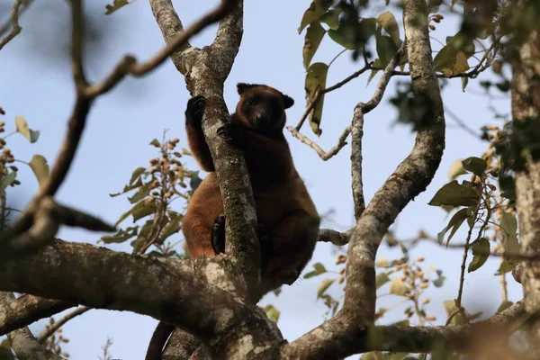 A Lumholtz 's tree-kangaroo (Dendrolagus lumholtzi) Κουίνσλαντ, A — Φωτογραφία Αρχείου