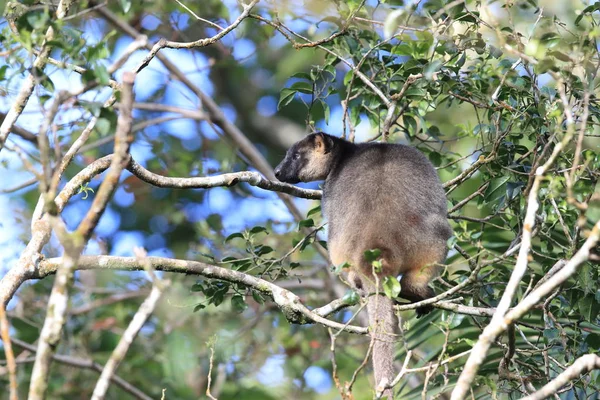 Bir Lumholtz ağaç kangurusu (Dendrolagus lumholtzi) Queensland, A — Stok fotoğraf