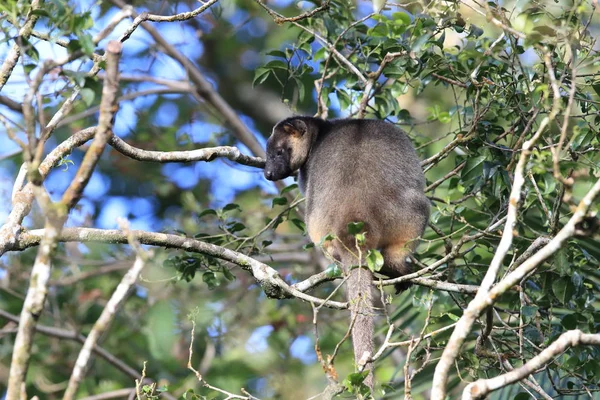 Bir Lumholtz ağaç kangurusu (Dendrolagus lumholtzi) Queensland, A — Stok fotoğraf