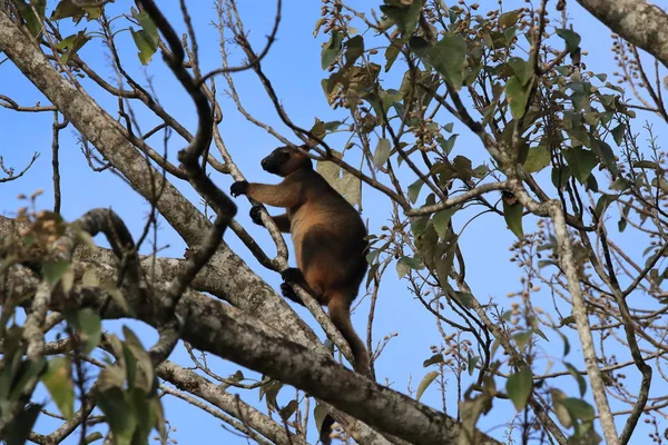 A Lumholtz 's tree-kangaroo (Dendrolagus lumholtzi) Κουίνσλαντ, A — Φωτογραφία Αρχείου