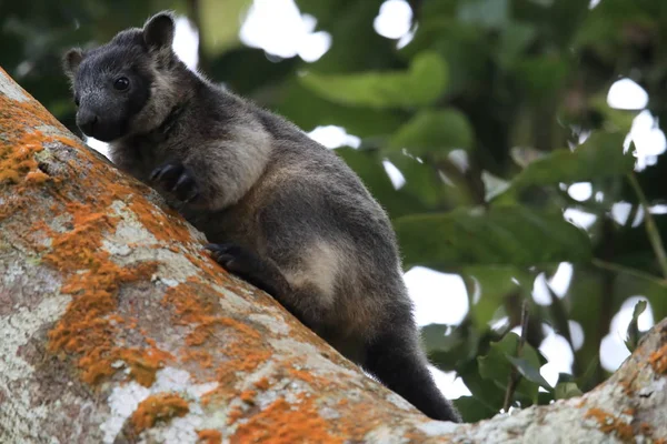 A Lumholtz 's tree-kangaroo (Dendrolagus lumholtzi) Κουίνσλαντ, A — Φωτογραφία Αρχείου