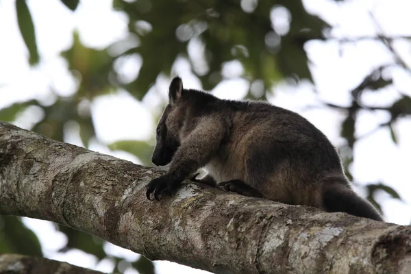 A Lumholtz 's tree-kangaroo (Dendrolagus lumholtzi) Κουίνσλαντ, A — Φωτογραφία Αρχείου