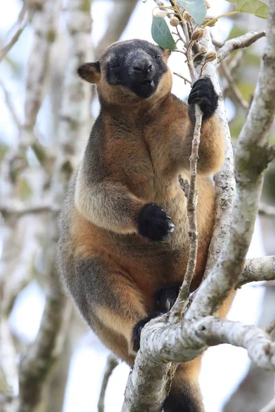 A Lumholtz 's tree-kangaroo (Dendrolagus lumholtzi) Κουίνσλαντ, A — Φωτογραφία Αρχείου