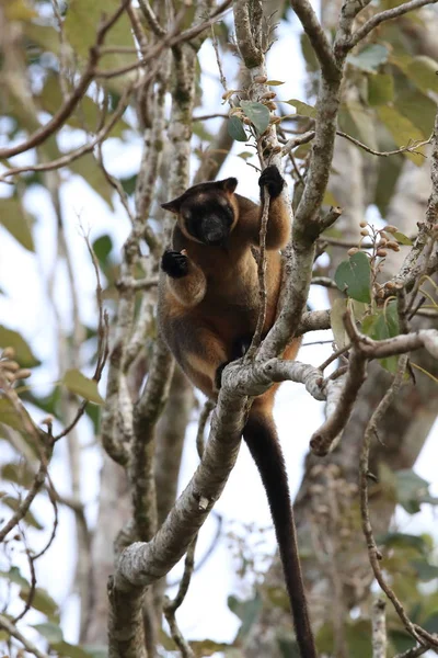 A Lumholtz 's tree-kangaroo (Dendrolagus lumholtzi) Κουίνσλαντ, A — Φωτογραφία Αρχείου