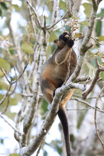 A Lumholtz\'s tree-kangaroo (Dendrolagus lumholtzi) Queensland, A