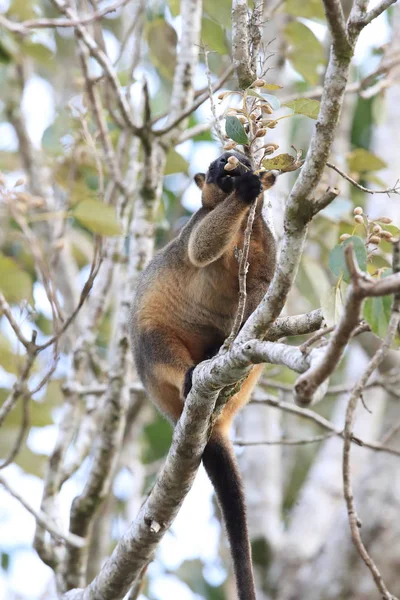 Bir Lumholtz ağaç kangurusu (Dendrolagus lumholtzi) Queensland, A — Stok fotoğraf