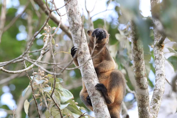 A Lumholtz 's tree-kangaroo (Dendrolagus lumholtzi) Κουίνσλαντ, A — Φωτογραφία Αρχείου