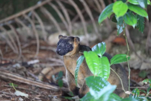 A Lumholtz 's tree-kangaroo (Dendrolagus lumholtzi) Κουίνσλαντ, A — Φωτογραφία Αρχείου