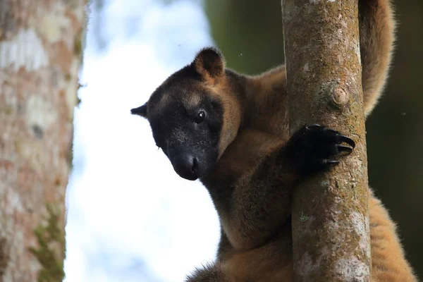 A Lumholtz 's tree-kangaroo (Dendrolagus lumholtzi) Κουίνσλαντ, A — Φωτογραφία Αρχείου