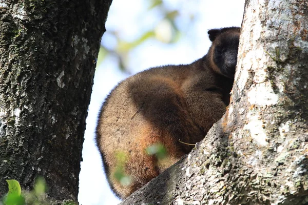 A Lumholtz 's tree-kangaroo (Dendrolagus lumholtzi) Κουίνσλαντ, A — Φωτογραφία Αρχείου