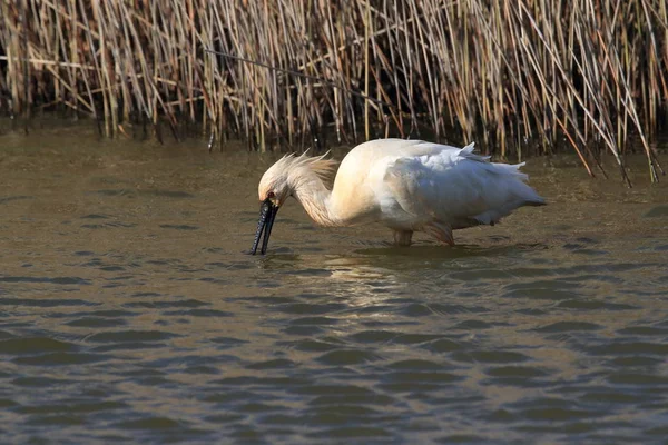 Cucchiaio eurasiatico o comune in natura Isola Texel, Olanda — Foto Stock