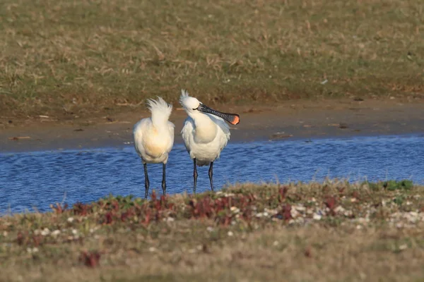 Eurasischer oder gemeiner Löffler in der Natur Insel Texel, Holland — Stockfoto