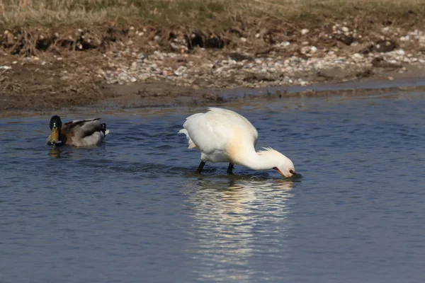 Carne de cuchara eurasiática o común en la naturaleza Island Texel, Holanda —  Fotos de Stock