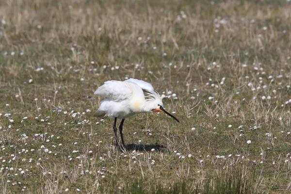 Carne de cuchara eurasiática o común en la naturaleza Island Texel, Holanda — Foto de Stock