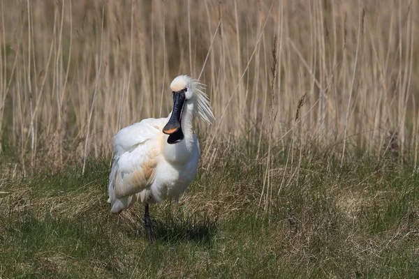 Spatule eurasienne ou commune dans la nature Island Texel, Hollande — Photo