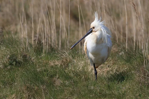 Eurasischer oder gemeiner Löffler in der Natur Insel Texel, Holland — Stockfoto