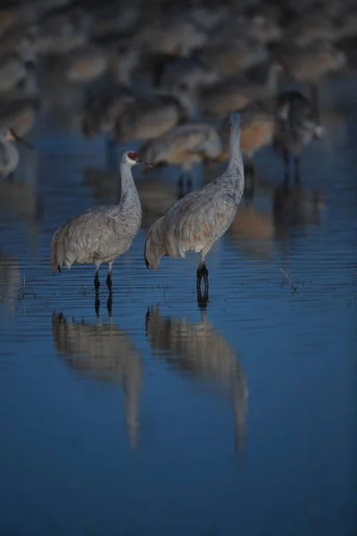 Sandhill Crane Bosque del Apache Reserva de Vida Selvagem Novo México EUA — Fotografia de Stock