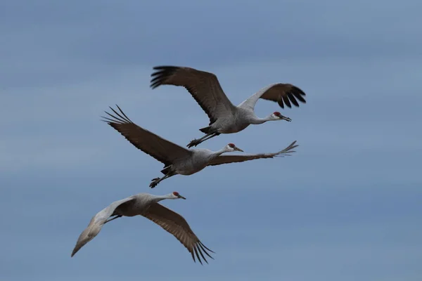 Sandhill Crane Bosque del Apache Rezerwat przyrody Nowy Meksyk Usa — Zdjęcie stockowe