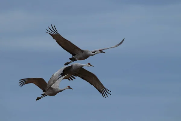 Sandhill Crane Bosque del Apache Wildlife Reserve Nuevo México EE.UU. —  Fotos de Stock