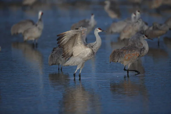 Grue du Canada Bosque del Apache Wildlife Reserve Nouveau-Mexique États-Unis — Photo