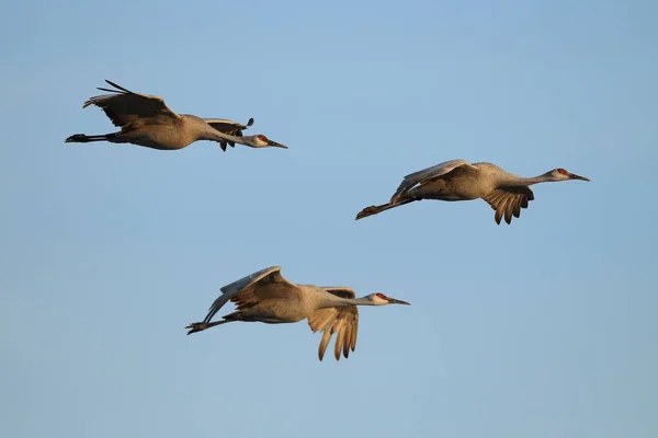 Sandhill Crane Bosque del Apache Wildlife Reserve New Mexico Usa — Φωτογραφία Αρχείου