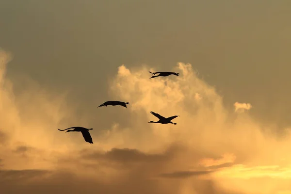 Sandhill Crane Bosque del Apache Reserva de Vida Selvagem Novo México EUA — Fotografia de Stock