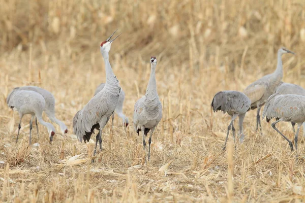 Sandhill Crane Bosque del Apache Wildlife Reserve New Mexico Usa — Stockfoto