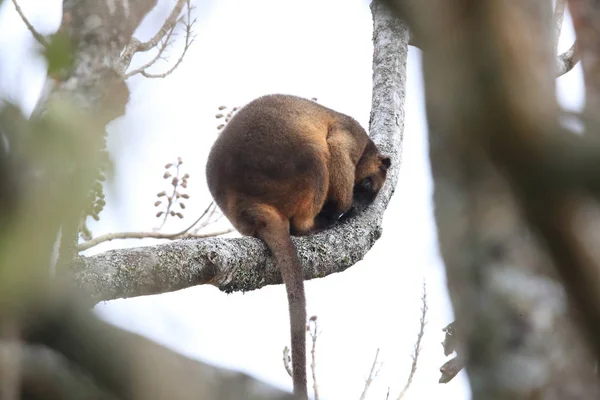 A Lumholtz 's tree-cangaroo (Dendrolagus lumholtzi) Queensland, A —  Fotos de Stock