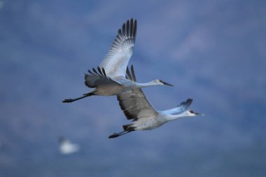 Sandhill Crane Bosque del Apache Wildlife Reserve New Mexico USA clipart