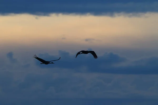 Sandhill Crane Bosque del Apache Wildlife Reserve New Mexico Usa — Stockfoto