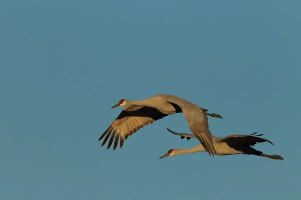 Sandhill Crane Bosque del Apache Reserva de Vida Selvagem Novo México EUA — Fotografia de Stock