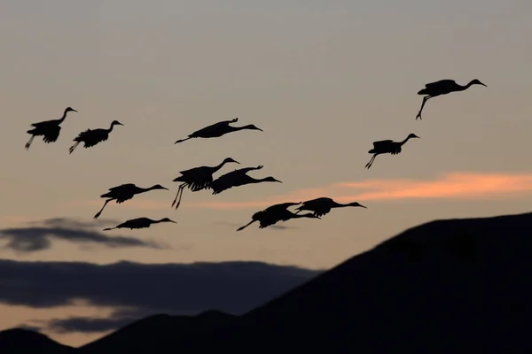 Grue du Canada Bosque del Apache Wildlife Reserve Nouveau-Mexique États-Unis — Photo