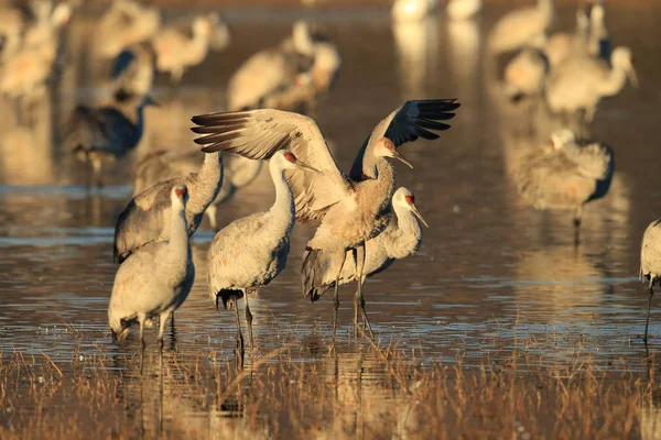 Sandhill Crane Bosque del Apache Wildlife Reserve New Mexico Usa — Φωτογραφία Αρχείου