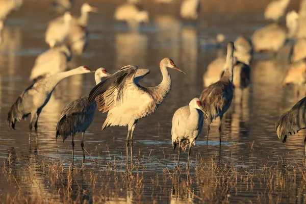 Sandhill Crane Bosque del Apache Wildlife Reserve Nuevo México EE.UU. — Foto de Stock