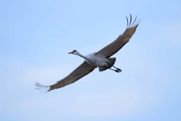 Sandhill Crane Bosque del Apache Wildlife Reserve New Mexico Usa — Φωτογραφία Αρχείου