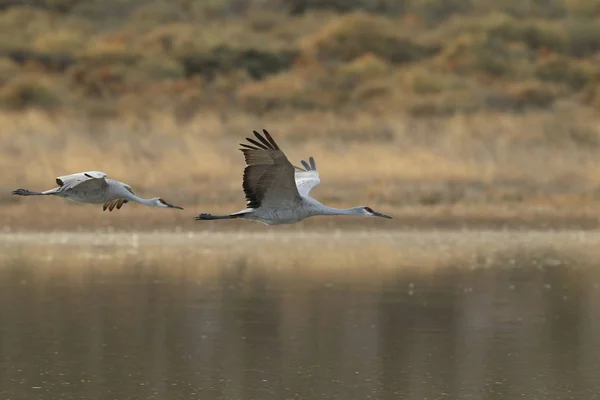 Sandhill Crane Bosque del Apache Wildlife Reserve Nuevo México EE.UU. —  Fotos de Stock