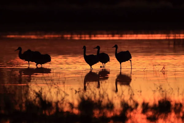 Sandhill Crane Bosque del Apache Wildlife Reserve New Mexico USA — Stock Photo, Image