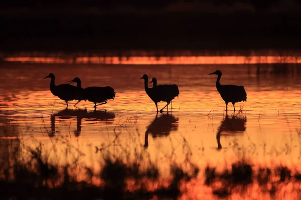 Sandhill Crane Bosque del Apache Wildlife Reserve New Mexico USA — 스톡 사진