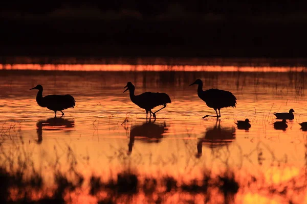 Sandhill Crane Bosque del Apache Reserva de Vida Selvagem Novo México EUA — Fotografia de Stock