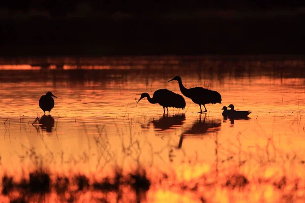 Sandhill Crane Bosque del Apache Reserva de Vida Selvagem Novo México EUA — Fotografia de Stock