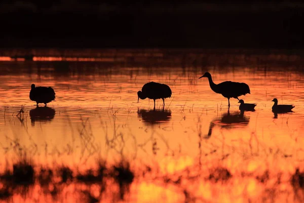 Sandhill Crane Bosque del Apache Wildlife Reserve New Mexico USA — 스톡 사진