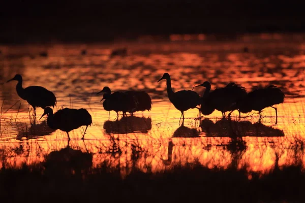 Sandhill Crane Bosque del Apache Reserva de Vida Selvagem Novo México EUA — Fotografia de Stock