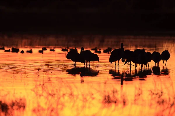 Sandhill Crane Bosque del Apache Reserva de Vida Selvagem Novo México EUA — Fotografia de Stock