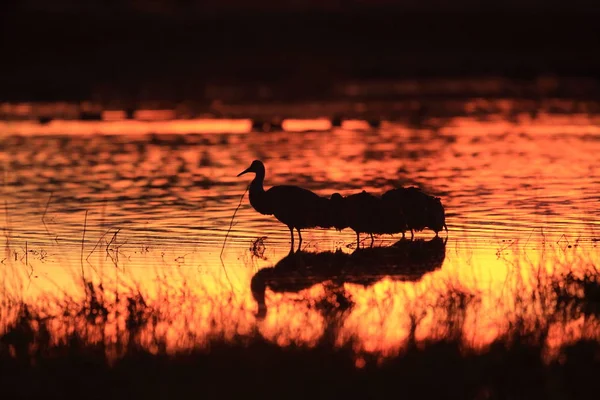 Sandhill Crane Bosque del Apache Vahşi Yaşam Rezervi New Mexico Usa — Stok fotoğraf