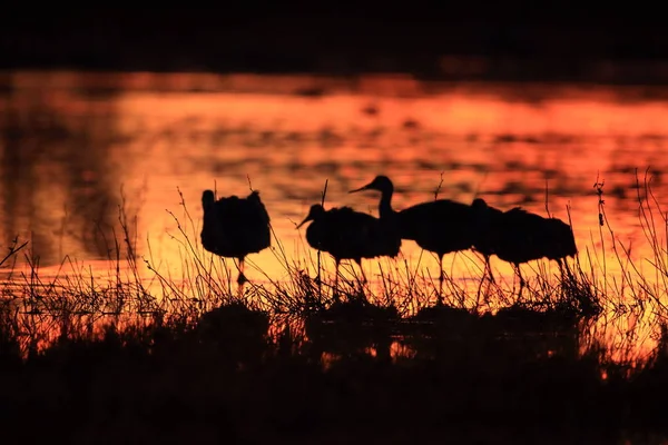 Sandhill Crane Bosque del Apache Vahşi Yaşam Rezervi New Mexico Usa — Stok fotoğraf