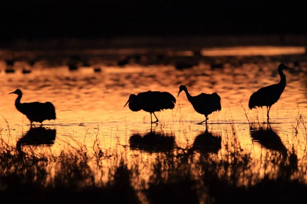 Sandhill Crane Bosque del Apache Reserva de Vida Selvagem Novo México EUA — Fotografia de Stock